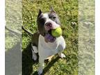 Bull Terrier-Staffordshire Bull Terrier Mix DOG FOR ADOPTION RGADN-1222703 -