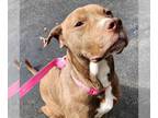 Bull Terrier-Labrador Retriever Mix DOG FOR ADOPTION RGADN-1222704 - Trinity -