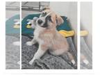 Huskies Mix DOG FOR ADOPTION RGADN-1222715 - A041972 - Husky / Mixed (medium