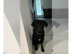 Labrador Retriever Mix DOG FOR ADOPTION RGADN-1222730 - Midnight - Labrador