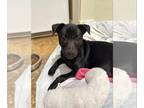 Dachshund-Labrador Retriever Mix DOG FOR ADOPTION RGADN-1222732 - Dalton -