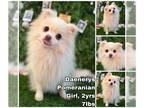 Pomeranian DOG FOR ADOPTION RGADN-1222738 - Daenerys from Korea - Pomeranian Dog