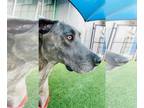 Great Dane DOG FOR ADOPTION RGADN-1222746 - Athena - Great Dane Dog For Adoption