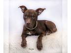 American Pit Bull Terrier Mix DOG FOR ADOPTION RGADN-1222748 - Kayla - Pit Bull