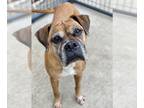 Boxer DOG FOR ADOPTION RGADN-1222761 - Maple - Boxer Dog For Adoption