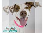 Pointer Mix DOG FOR ADOPTION RGADN-1222763 - Halley - Pointer / Mixed Dog For