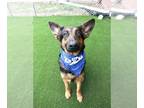 German Shepherd Dog Mix DOG FOR ADOPTION RGADN-1222768 - LOLA - German Shepherd