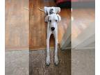 Great Dane DOG FOR ADOPTION RGADN-1222774 - Angel - Great Dane Dog For Adoption