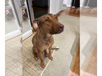 Rhodesian Ridgeback-Vizsla Mix DOG FOR ADOPTION RGADN-1222802 - AUTUMN - Vizsla