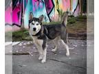 Huskies Mix DOG FOR ADOPTION RGADN-1222808 - Luna Moon - Husky / Mixed Dog For