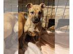 American Pit Bull Terrier Mix DOG FOR ADOPTION RGADN-1222828 - Karma (NY-Shari)