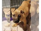 Boxer Mix DOG FOR ADOPTION RGADN-1222830 - Chance (NY-Shari) - Boxer / Mixed Dog