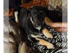 Collie-Labrador Retriever Mix DOG FOR ADOPTION RGADN-1222831 - Atticus