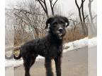 Labrador Retriever Mix DOG FOR ADOPTION RGADN-1222836 - BISCUIT - Labrador
