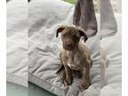 American Pit Bull Terrier-Retriever Mix DOG FOR ADOPTION RGADN-1222845 - Cedar -