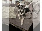German Shepherd Dog-Siberian Husky Mix DOG FOR ADOPTION RGADN-1222862 - Chip -