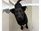 Labrador Retriever Mix DOG FOR ADOPTION RGADN-1222881 - Ranger - Labrador