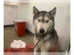 Siberian Husky DOG FOR ADOPTION RGADN-1222895 - MAIA - Siberian Husky (medium