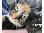 Adopt Charity a Calico