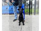 Shepradors DOG FOR ADOPTION RGADN-1222907 - PUPPY - Labrador Retriever / German