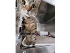 Adopt Bella a Tabby