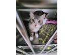 Adopt Minnow a Domestic Short Hair