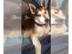 Siberian Husky DOG FOR ADOPTION RGADN-1222914 - Fay - Siberian Husky (medium