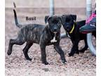 American Staffordshire Terrier-Dutch Shepherd Mix DOG FOR ADOPTION RGADN-1222933