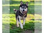 German Shepherd Dog-Siberian Husky Mix DOG FOR ADOPTION RGADN-1222949 - *CHRIS