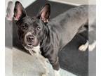 American Pit Bull Terrier Mix DOG FOR ADOPTION RGADN-1222951 - KRIS - American