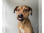 Beagle-Rhodesian Ridgeback Mix DOG FOR ADOPTION RGADN-1222956 - HARRIS -