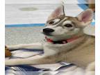 Siberian Husky Mix DOG FOR ADOPTION RGADN-1222964 - COYOTE - Siberian Husky /