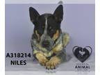 Australian Cattle Dog Mix DOG FOR ADOPTION RGADN-1222970 - NILES - Queensland