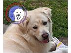Great Pyrenees DOG FOR ADOPTION RGADN-1223003 - Fluffy - Great Pyrenees (long
