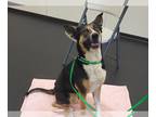 Australian Shepherd Mix DOG FOR ADOPTION RGADN-1223004 - CHERUB - Australian