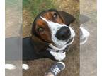 Treeing Walker Coonhound DOG FOR ADOPTION RGADN-1223026 - Beau - Treeing Walker