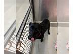 Labrador Retriever Mix DOG FOR ADOPTION RGADN-1223031 - RUTILA - Labrador