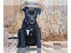 American Staffordshire Terrier Mix DOG FOR ADOPTION RGADN-1223033 - Bekka -