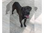 Labrador Retriever Mix DOG FOR ADOPTION RGADN-1223041 - Kole - Labrador