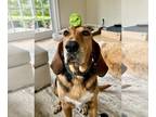 Bloodhound DOG FOR ADOPTION RGADN-1223045 - Scooby - Bloodhound (short coat) Dog