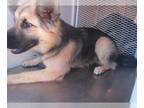 German Shepherd Dog DOG FOR ADOPTION RGADN-1223054 - Bill A421443 - German