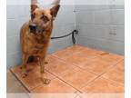 German Shepherd Dog DOG FOR ADOPTION RGADN-1223055 - WILMA - German Shepherd Dog