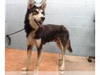 Siberian Husky DOG FOR ADOPTION RGADN-1223057 - POLLY - Siberian Husky (medium