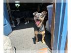 Meagle DOG FOR ADOPTION RGADN-1223058 - Rusty - Beagle / Miniature Pinscher /