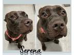 American Staffordshire Terrier Mix DOG FOR ADOPTION RGADN-1223061 - Serena -