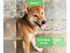 Shiba Inu DOG FOR ADOPTION RGADN-1223068 - Donny - Shiba Inu Dog For Adoption