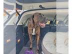 Daniff DOG FOR ADOPTION RGADN-1223069 - Moose - Great Dane / Mastiff / Mixed Dog