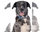 Australian Shepherd Mix DOG FOR ADOPTION RGADN-1223091 - *** Atlas - Shepherd /