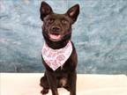 Adopt MIDNIGHT a Mixed Breed