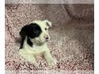 Border Collie Mix DOG FOR ADOPTION RGADN-1223121 - Chloe - Border Collie / Mixed